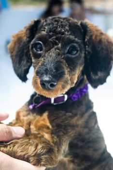 A black and brown dog