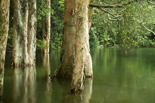 it is some tree in water in spring 