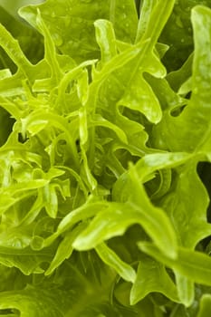 Fresh green vegetable on farmland