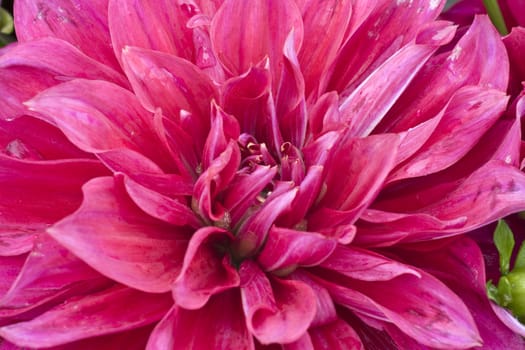 Closeup of a pink flower.