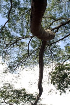 Tree branches soaring up to the sky