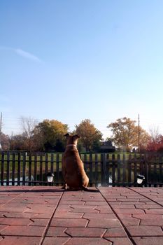 Pit bull sitting on patio with back turned to camera.