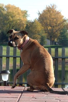 Pit bull sitting on patio looking back at the viewer.