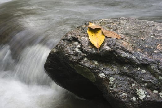 Leafs on a rock with water spring