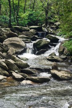 A water spring in forest