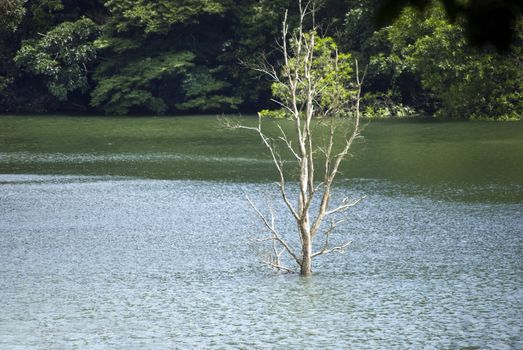 it is some tree in water in spring 