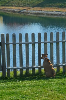 A dog sitting in the yard looking through a fence.