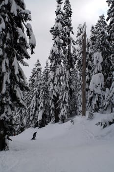 Snow covered evergreen trees high up in the Cascade Mountains.