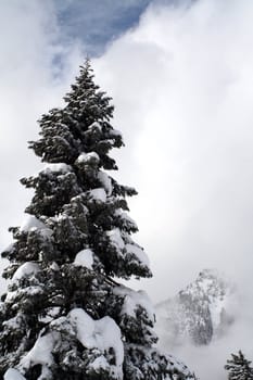 Snow covered evergreen trees high up in the Cascade Mountains.