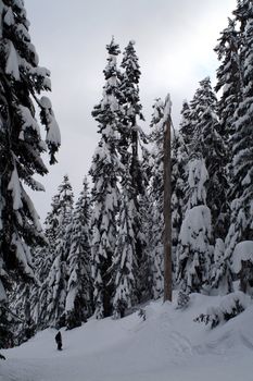 A skier enjoys the snow covered evergreen trees high up in the Cascade Mountains.