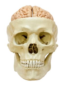Model of a skull with visible brain, isolated on white background. 