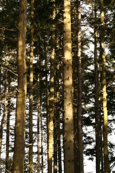 Tall evergreen trees catching the light of day.