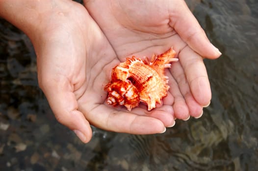 closeup of female hands holding colored sea shell