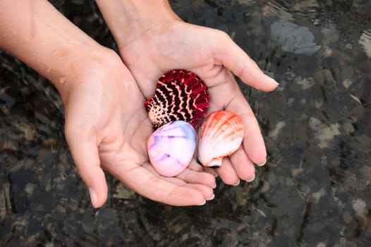 closeup of female hands holding set of colored sea shells