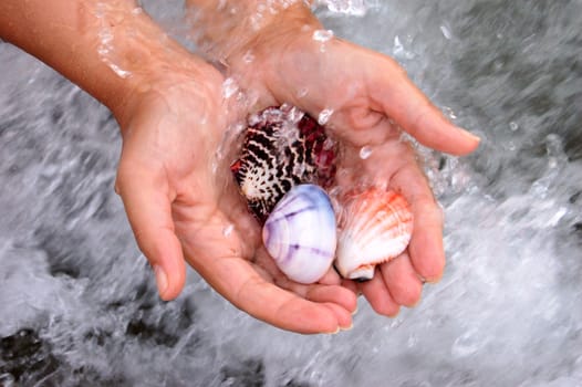 closeup of female hands holding set of colored sea shells