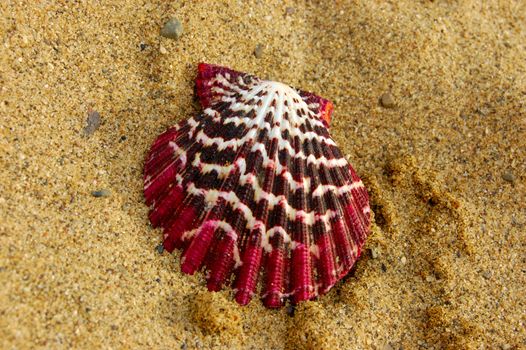 closeup of colored sea shell over wet sand