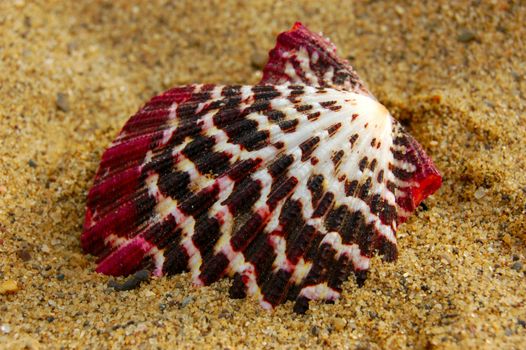 closeup of colored sea shell over wet sand
