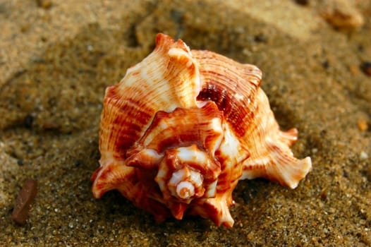 closeup of colored sea shell over wet sand