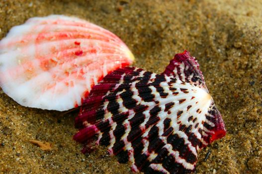 closeup of two colored sea shells over wet sand