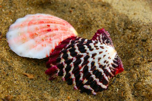 closeup of set of colored sea shells over wet sand