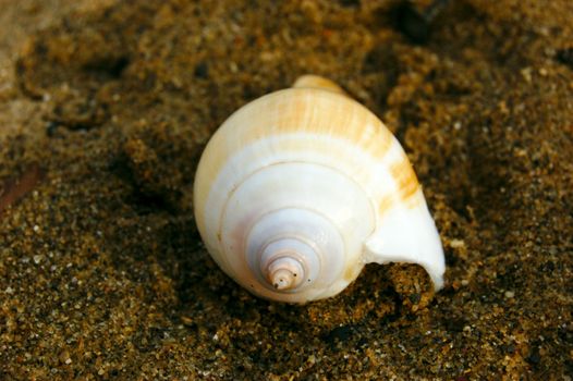 closeup of colored sea shell over wet sand