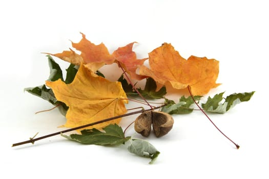 A pile of dried autumn leaves isolated on white.