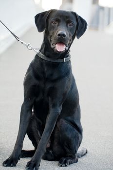Black dog sitting on the street with a collar on his neck