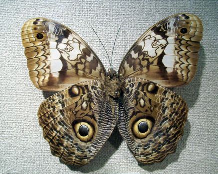 a butterfly