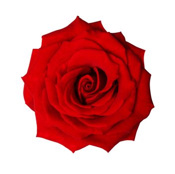 Red rose isolated on white with clipping path