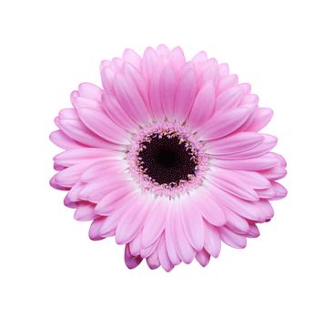 Beautiful Pink Gerbera flower isolated with clipping path