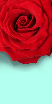 Beautiful big red rose isolated with lots of copy space