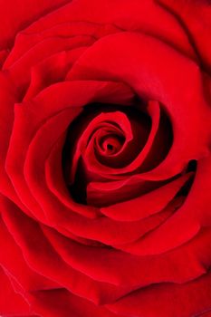 Beautiful red rose extreme close-up