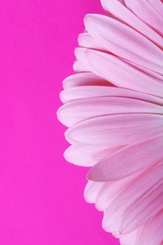 Detail of a pink gerbera flower isolated on pink backround with copy space