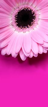 Beautiful Pink Gerbera flower isolated on pink surface with lots of copy space
