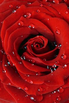 Beautiful red rose covered in morning dew extreme close-up