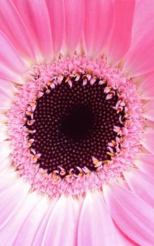 Close-up of a beautiful pink gerbera flower