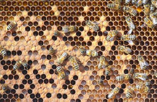 A photography of beautiful little bees in early spring time