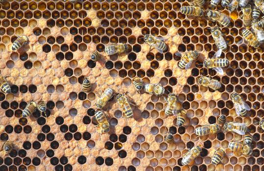 A photography of beautiful little bees in early spring time