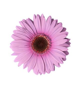 Beautiful light purple Gerbera flower isolated with clipping path