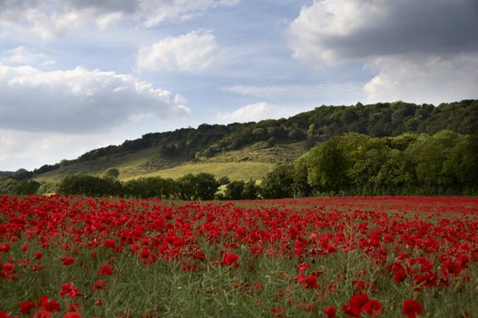 A field of poppies  in the Kent countryside