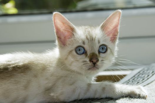 A snowy bengal kitten playing on the floor