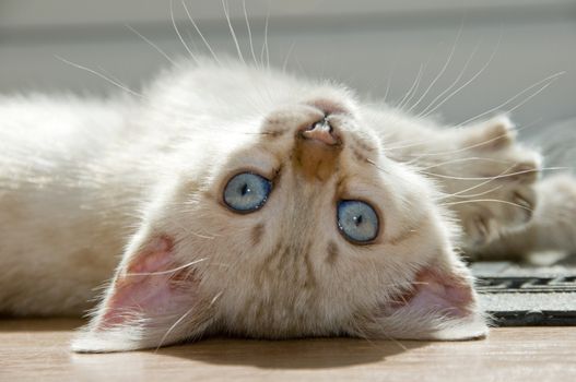 A snowy bengal kitten playing on the floor