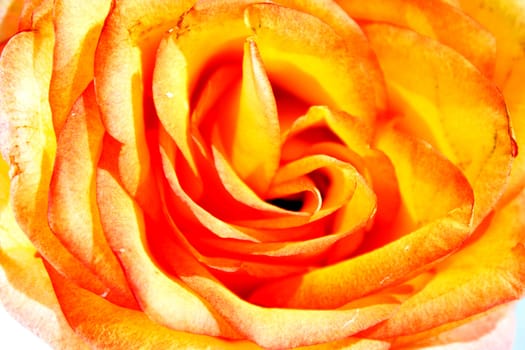 rose petals, rosebud, the middle of a flower, a rose, the open rosebud