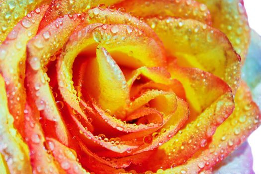 rose petals, dew on the petals, dew on the rose, drops of dew, rose bud, the middle of a flower, a rose, the open rosebud