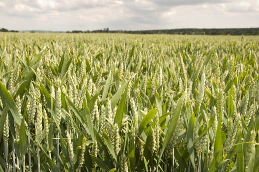 A close up view of wheat in the field