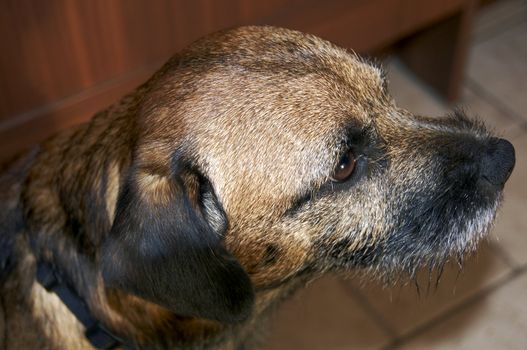 A portrait Border terrier from above