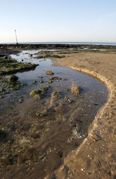 Seaweed and rocks on a sandy beach in England