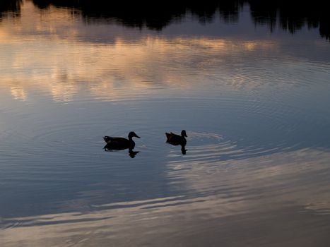 Ducks swimming across a reflected sunset sky.