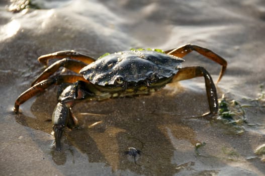 A crab on a sandy beach in sunlight