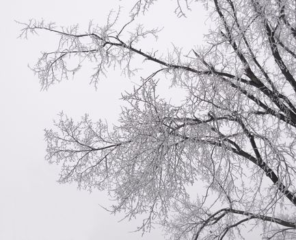 Branches detailed with hoar frost emerge from a fog.